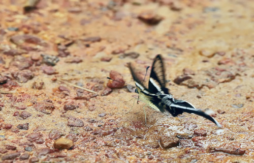 Green Dragontail, Lamproptera meges virescens