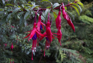 Hummingbird Fuchsia, Zauschneria californica