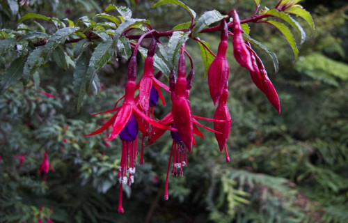 4 Stunning South American Woody Shrubs