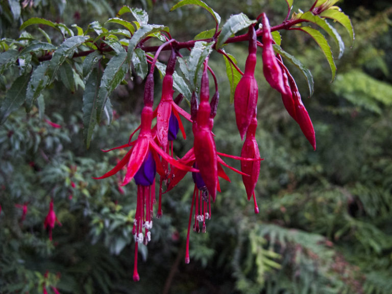 Hummingbird Fuchsia l Exquisite - Our Breathing Planet