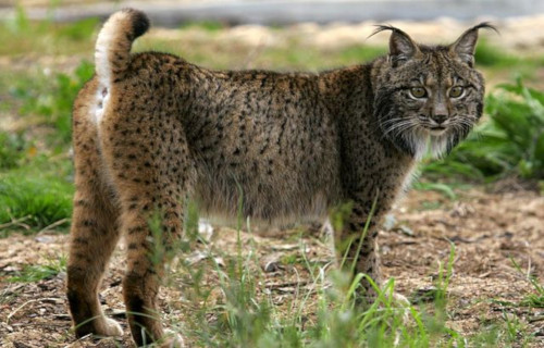 Iberian Lynx, Lynx pardinus