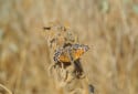 Lange's Metalmark Butterfly, Apodemia mormo langei