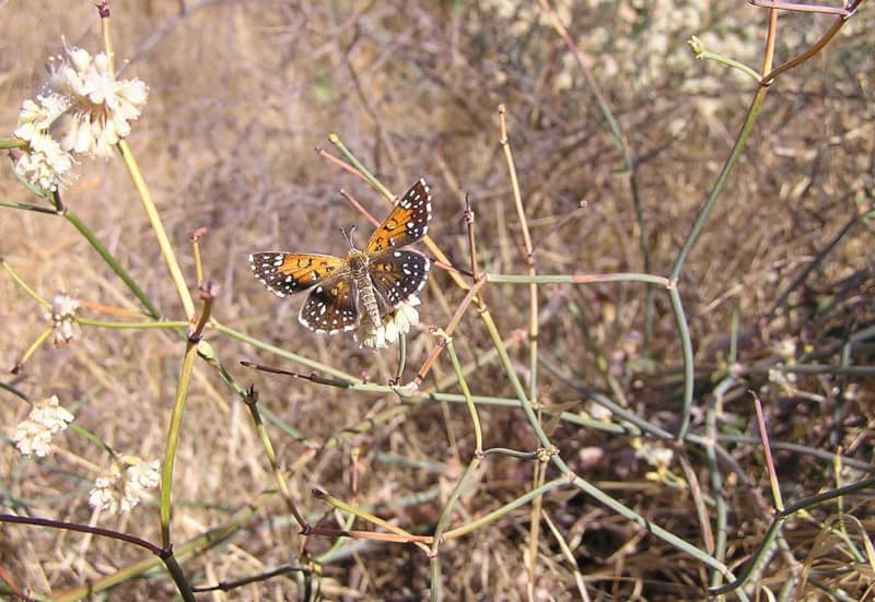 Lange's Metalmark Butterfly, Apodemia mormo langei