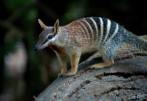 Numbat, Myrmecobius fasciatus