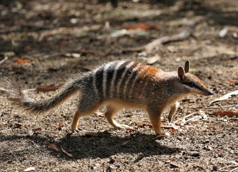 Numbat, Myrmecobius fasciatus