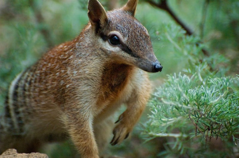 Numbat, Myrmecobius fasciatus