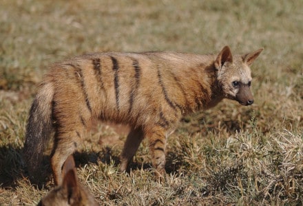 Aardwolf, Proteles cristata