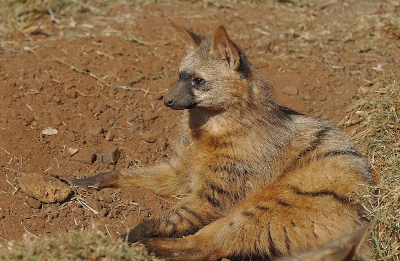 Aardwolf, Proteles cristata