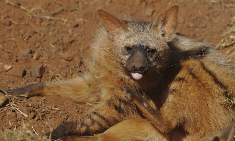 Aardwolf, Proteles cristata