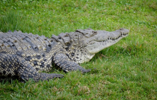 American Crocodile, Crocodylus acutus