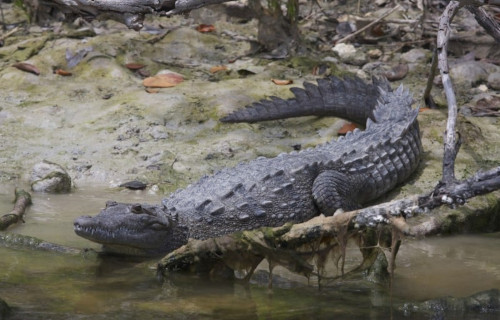 American Crocodile, Crocodylus acutus