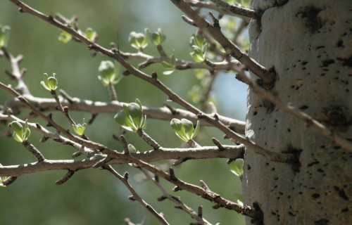 Boojum Tree, Fouquieria columnaris