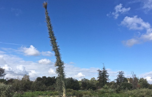 5 Sublime North American Trees