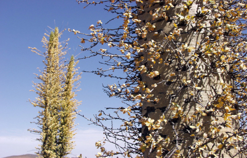 Boojum Tree, Fouquieria columnaris