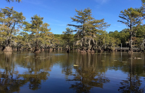 Caddo Lake