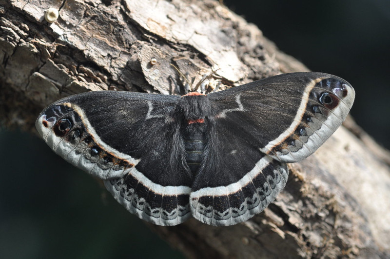 Calleta silkmoth, Eupackardia calleta