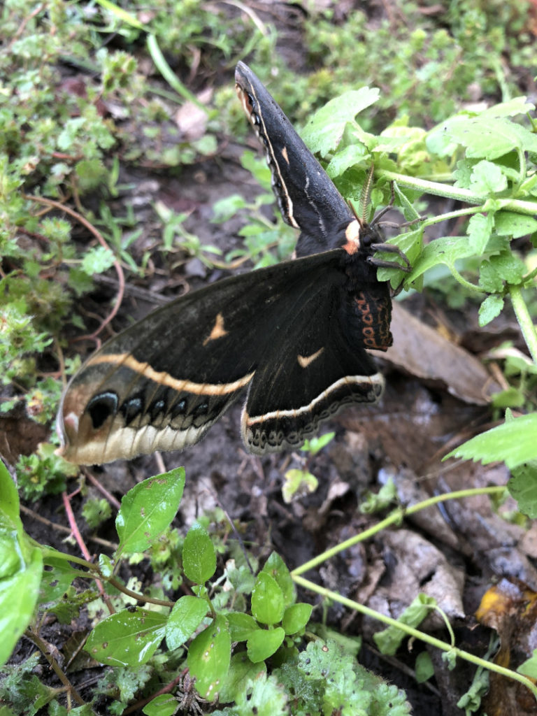 Calleta silkmoth, Eupackardia calleta