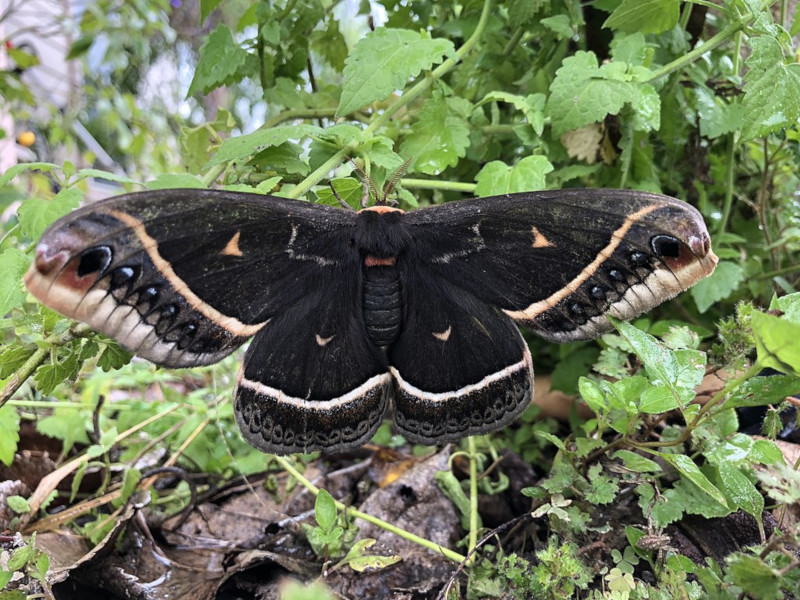 Calleta silkmoth, Eupackardia calleta