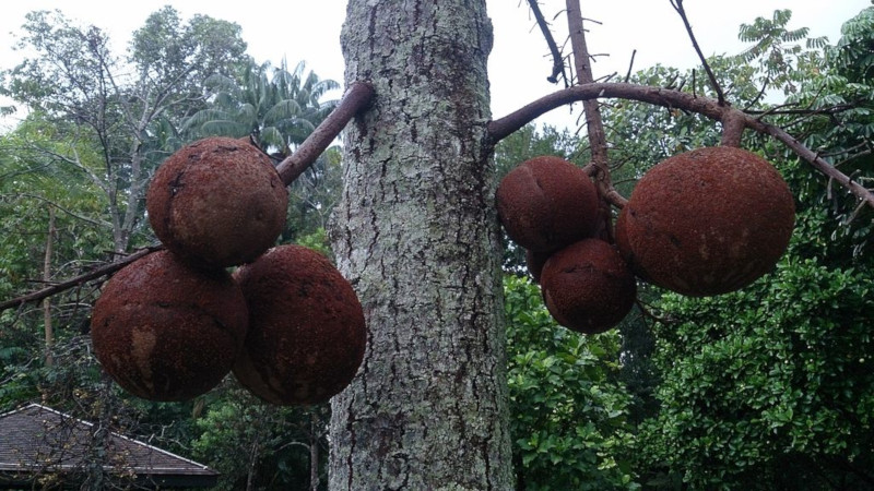 Cannonball Tree, Couroupita guianensis