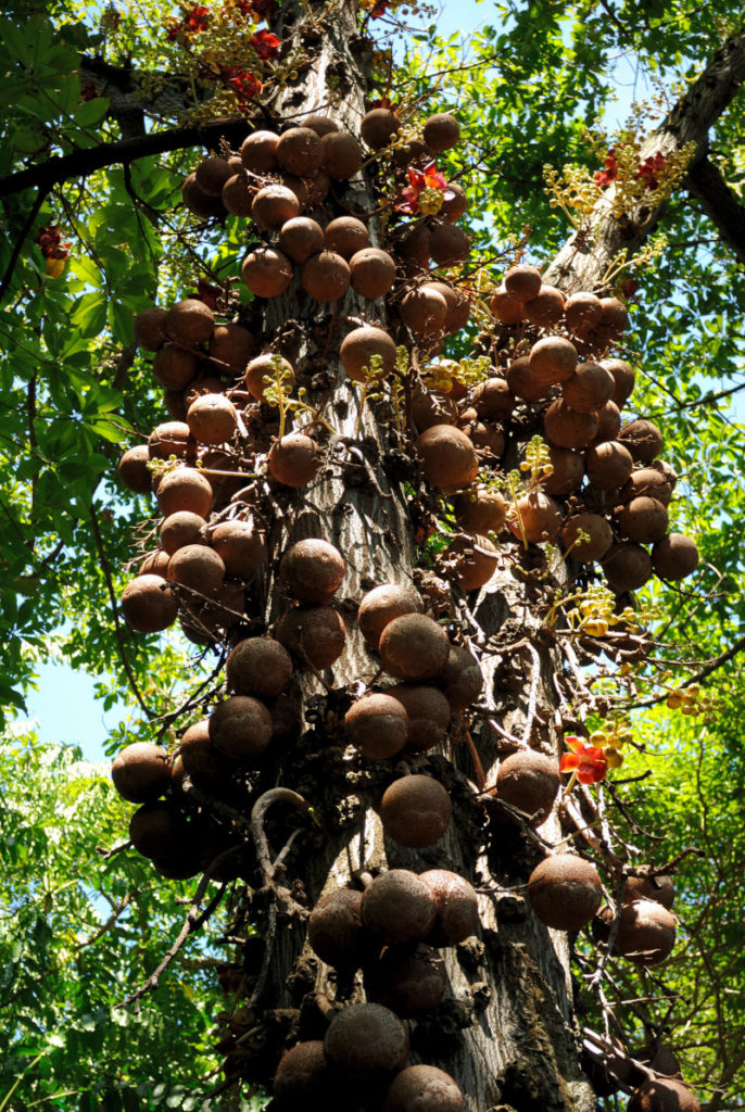Cannonball Tree, Couroupita guianensis