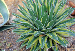 Century Plant, Agave americana