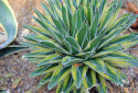 Century Plant, Agave americana