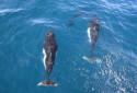 Dall's Porpoise, Phocoenoides dalli