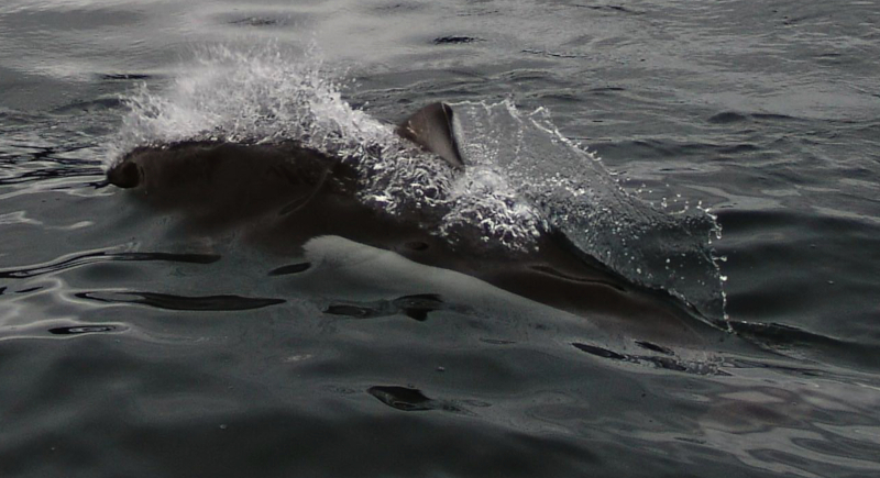 Dall's Porpoise, Phocoenoides dalli