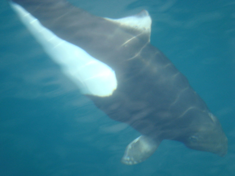 Dall's Porpoise, Phocoenoides dalli