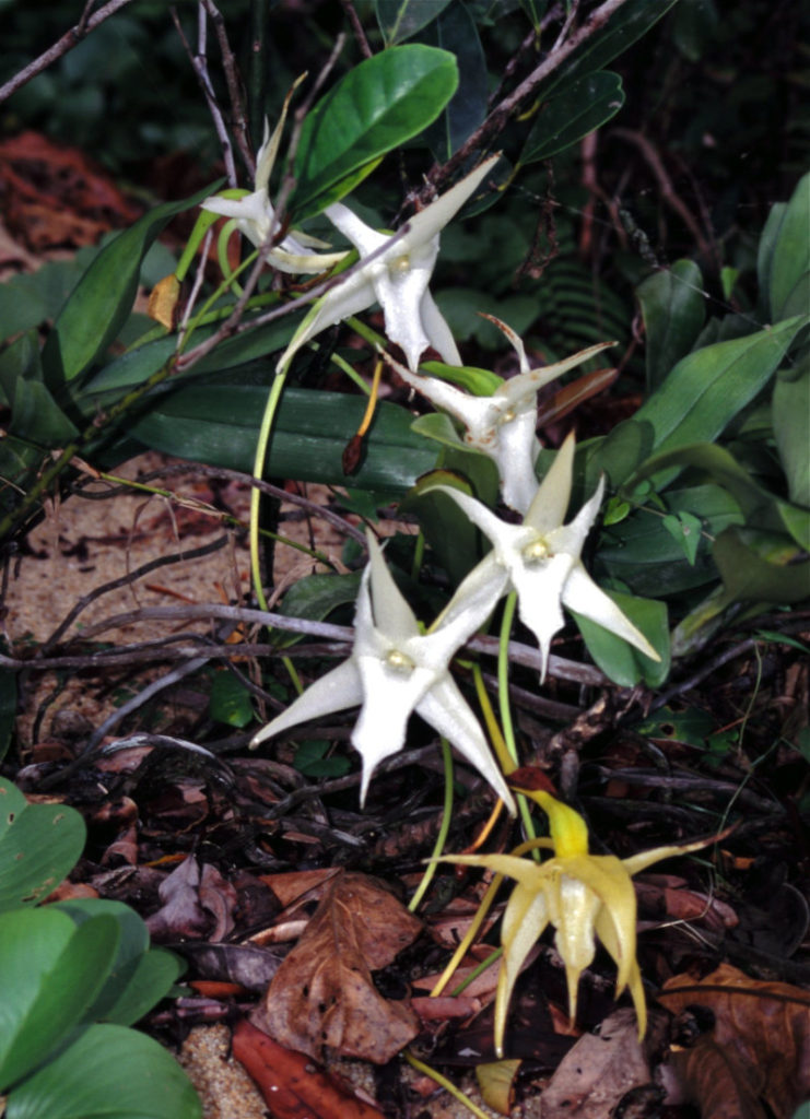 Darwin's Orchid, Angraecum sesquipedale