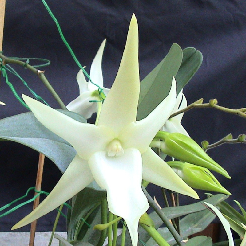 Darwin's Orchid, Angraecum sesquipedale