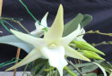 Darwin's Orchid, Angraecum sesquipedale