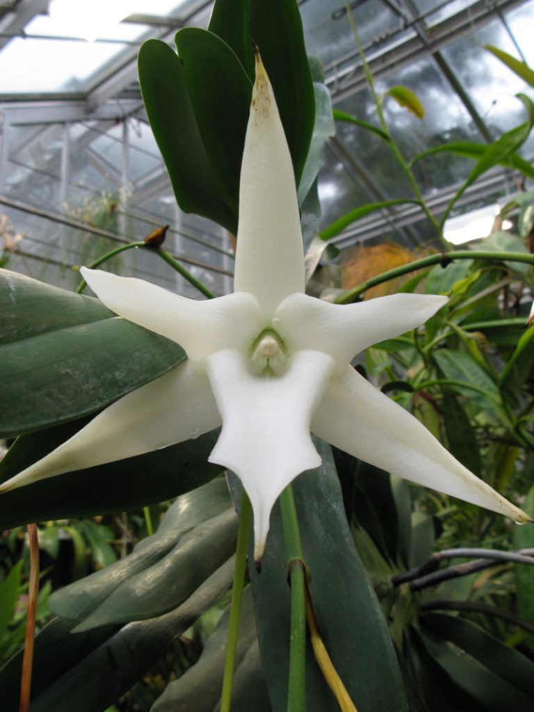 Darwin's Orchid, Angraecum sesquipedale