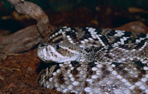 Eastern Diamondback Rattlesnake, Crotalus adamanteus