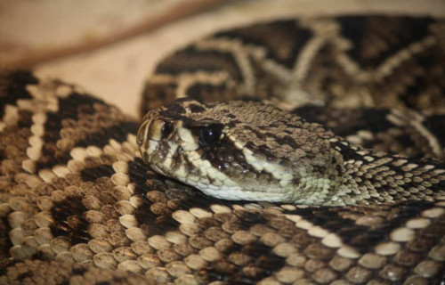 Eastern Diamondback Rattlesnake, Crotalus adamanteus