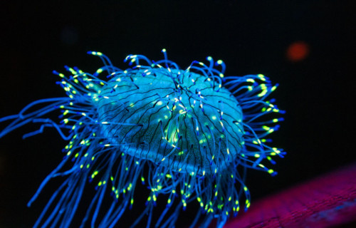 Flower Hat Jellyfish, Olindias Formosus