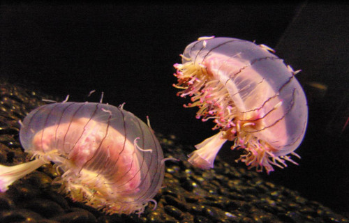 Flower Hat Jellyfish, Olindias Formosus