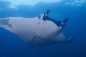 Fiddler Ray l Amazing Guitarfish - Our Breathing Planet