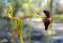 Hammer Orchid, Drakaea