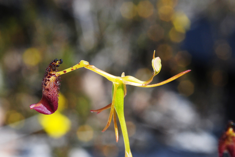 Hammer Orchid, Drakaea