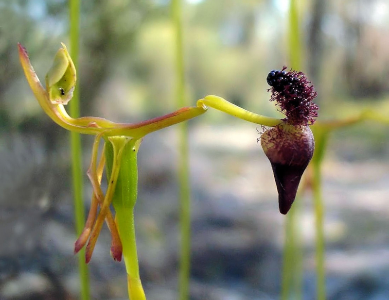 Hammer Orchid, Drakaea