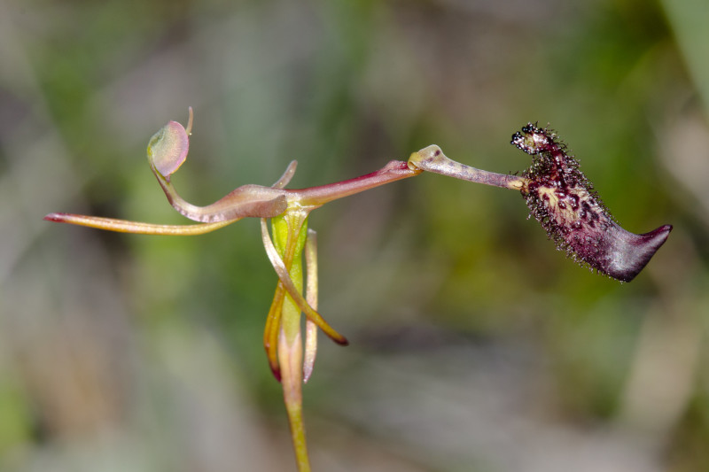 Hammer Orchid, Drakaea