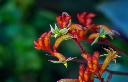 Kangaroo Paw, Anigozanthos manglesii