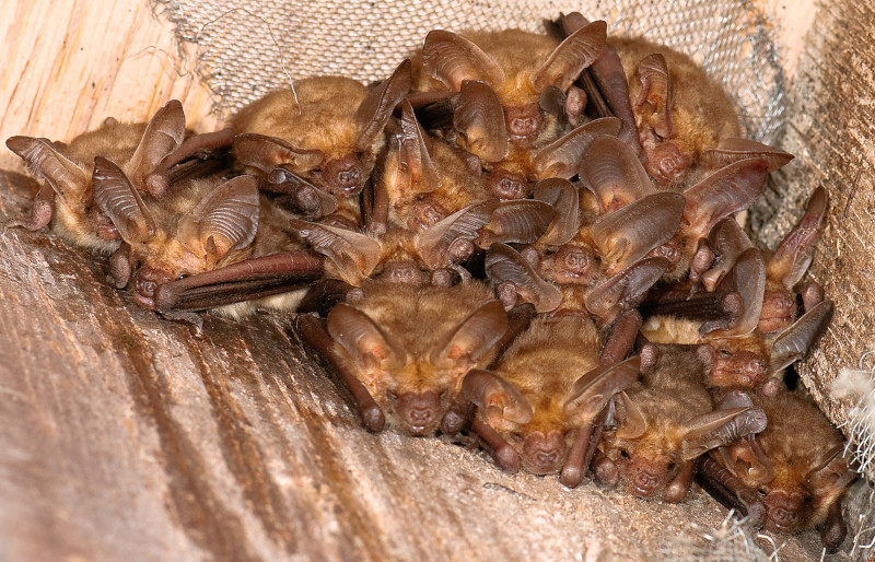 Pallid Bat, Antrozous pallidus