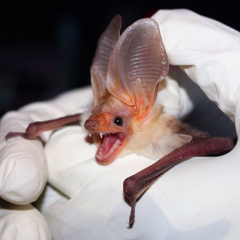 Pallid Bat, Antrozous pallidus