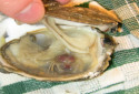 Pea Crab, Pinnotheres pisum