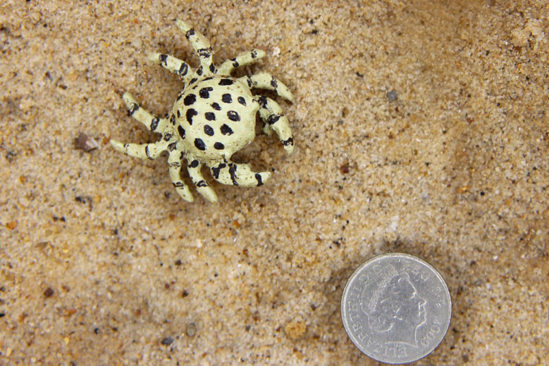 Pea Crab, Pinnotheres pisum