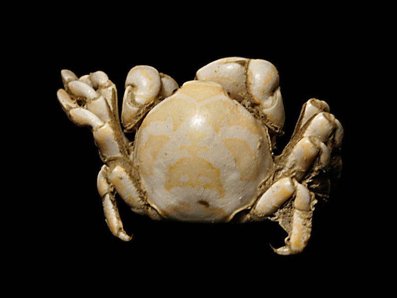 Pea Crab, Pinnotheres pisum