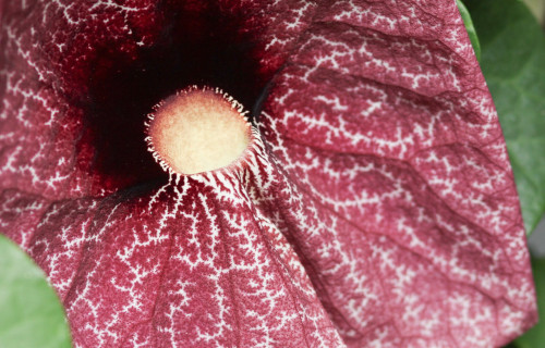 Pelican Flower, Aristolochia grandiflora