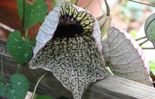 Pelican Flower, Aristolochia grandiflora